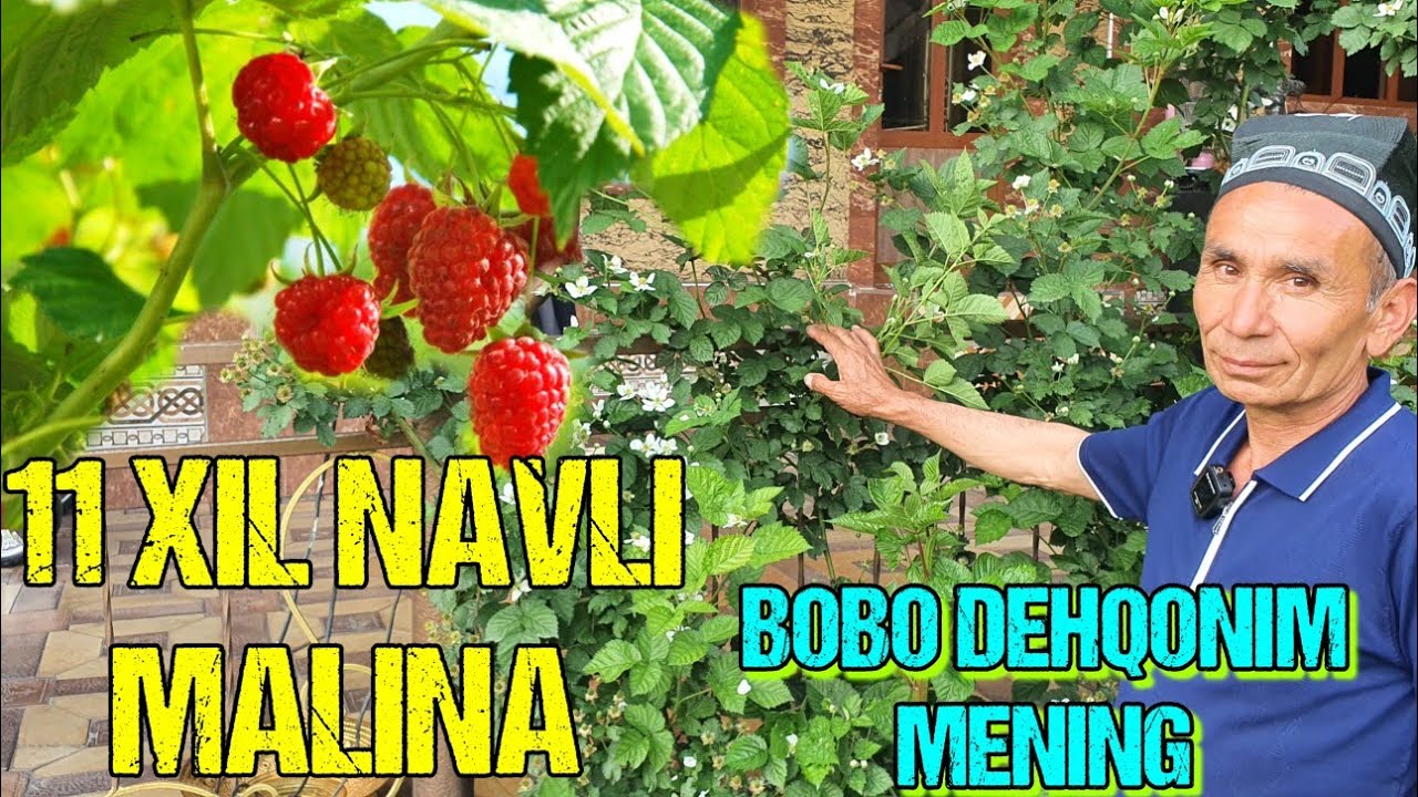 MALINA YETISHTIRISH BO'YICHA ZO'R TAVSIYALAR OLING