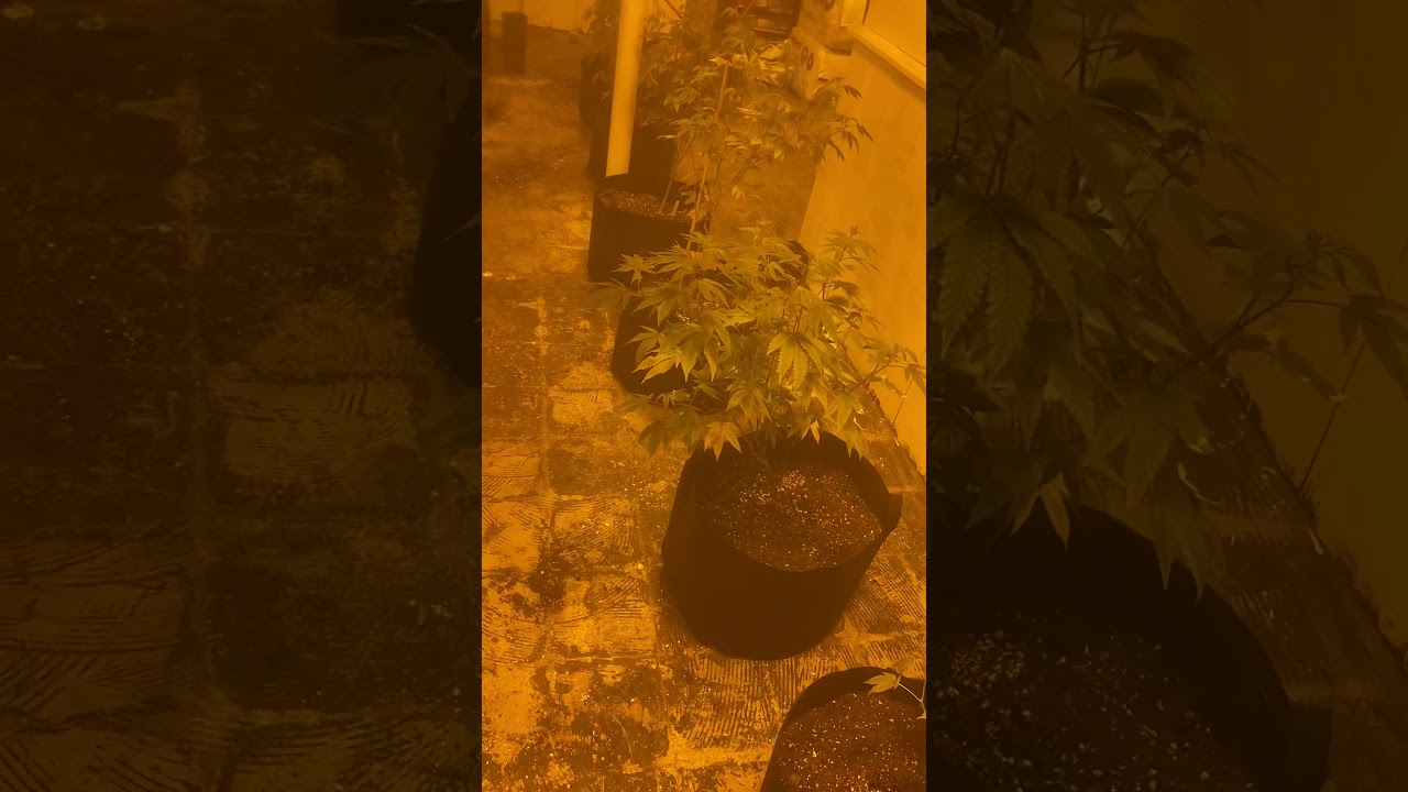 Indoor Hood nigga grow op Day 2 veg