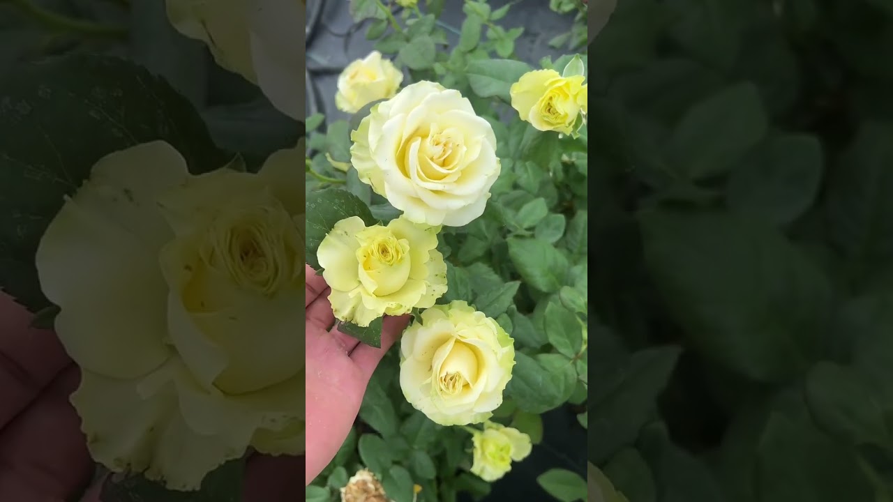 Your Flower Journey Just Got Brighter! * Get Ready to Fall in Love (Again) with Flowers!Short🌺🌹