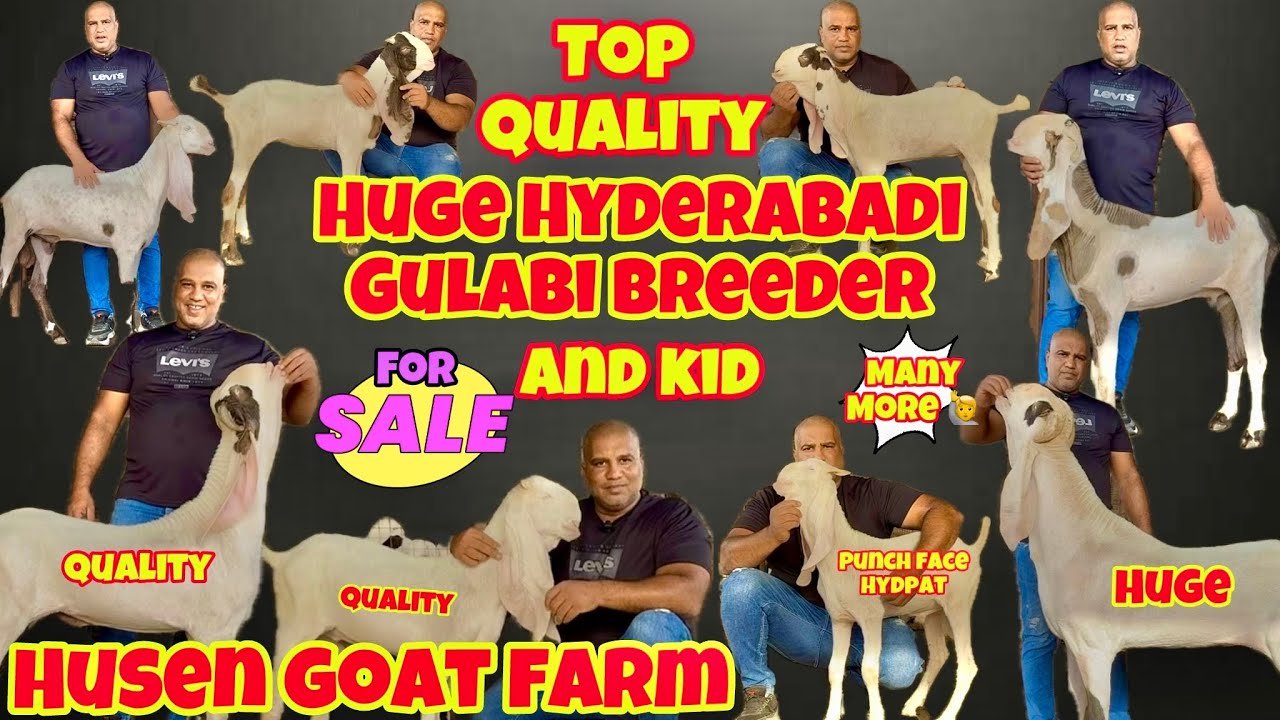 Reasonable💥 Bhav Kar Ke Denge Top Bloodline Ke Hyderabadi Breeder And Hyderabadi Hydpat Kid At Husen