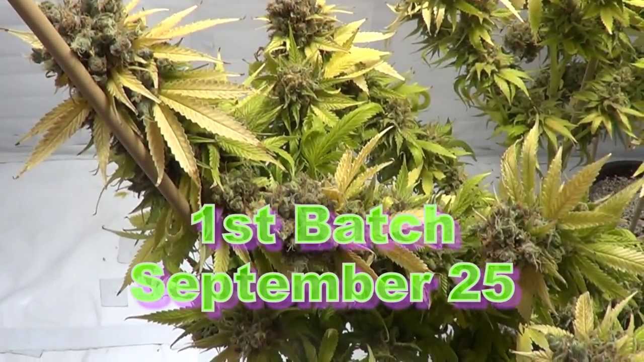 Lettuce Grow..... some Cheeseberry (Redline Genetics)