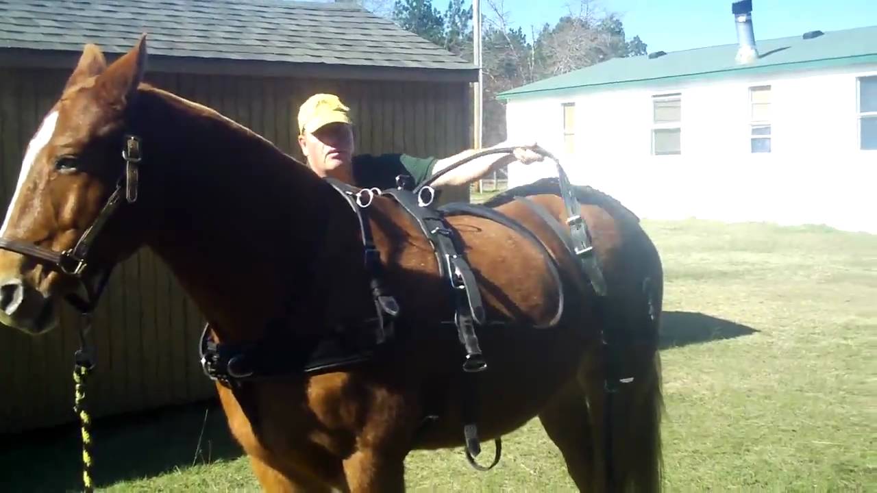 Tandem Hill Farm Training part one (harness fitting)