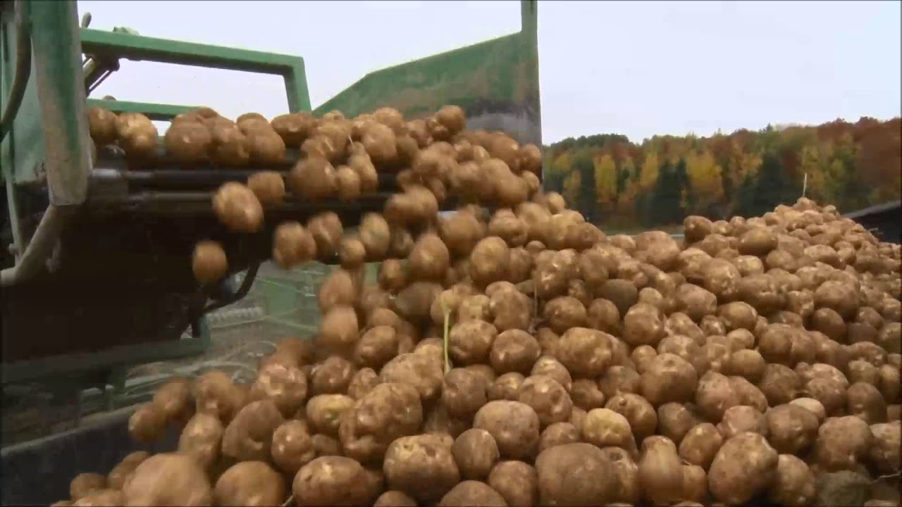 County Super Spuds Maine Potato Harvest