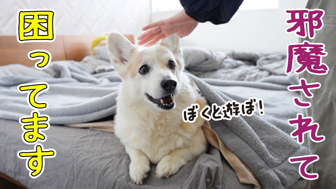 甘えん坊な愛犬が可愛すぎて、全く家事が捗りません。ママは時短ご飯に頼る。