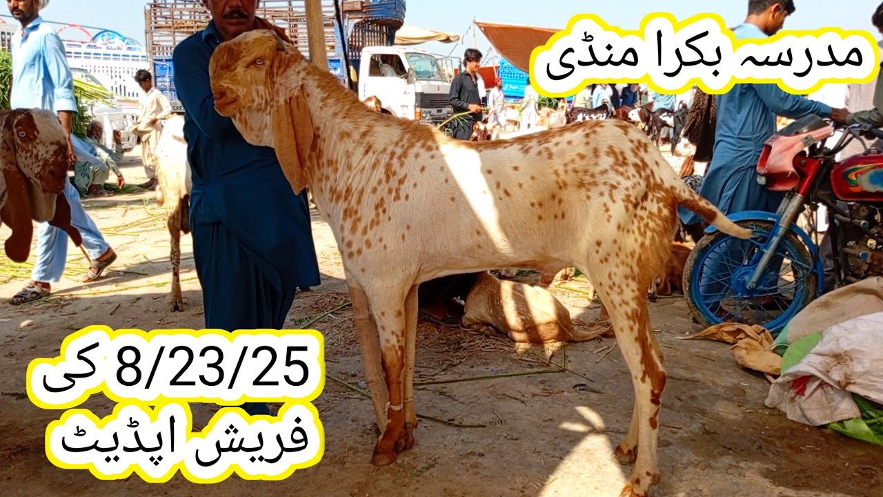 Madrasa Bakra Mandi update | makhi chena breeder bakre | Qurbani 2026 | gillani goat farm