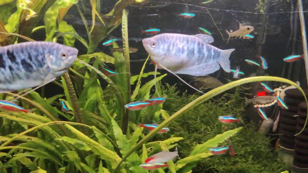 20260106 eerste waterwissel 2026 2 voor ww