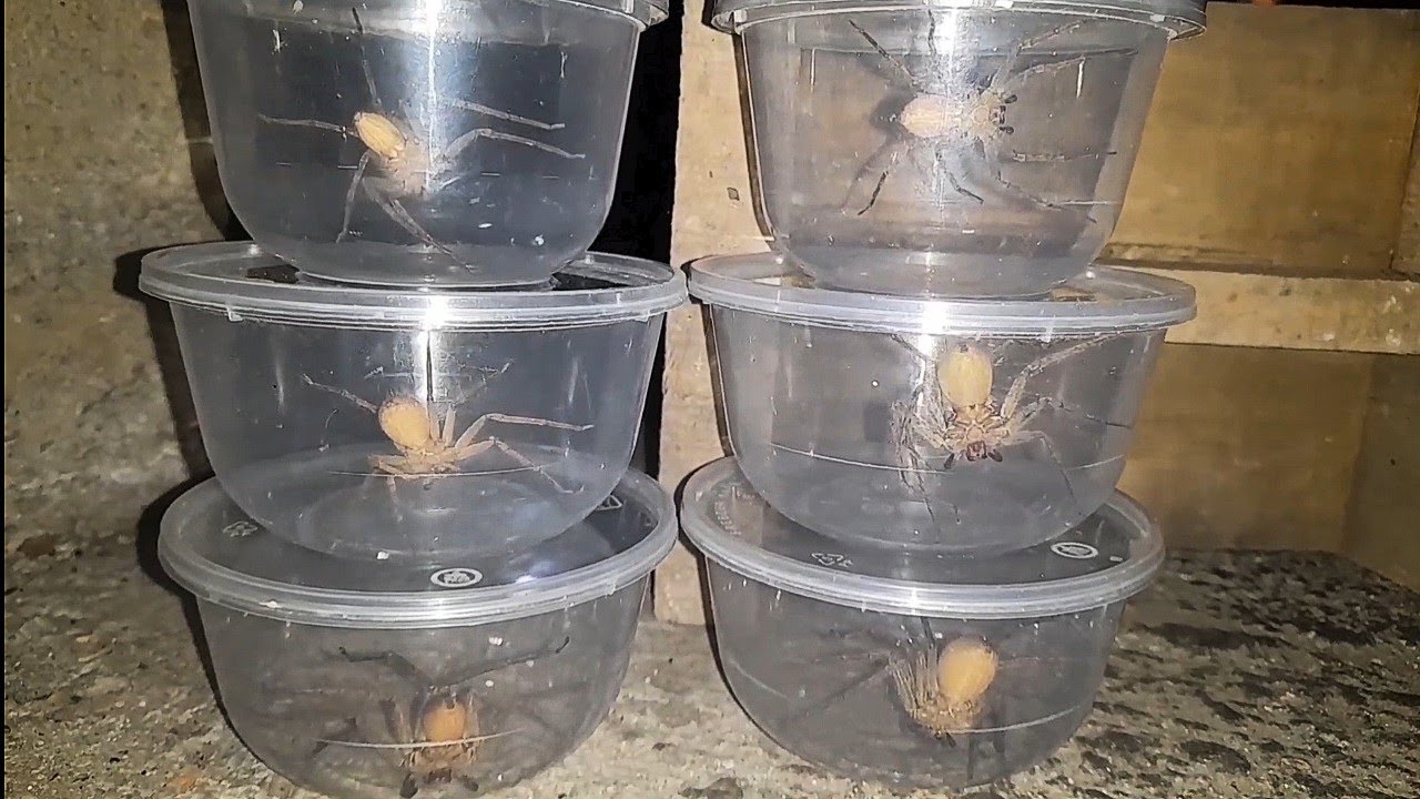 Catching Six of the Largest Spiders Using a Plastic Bowl 