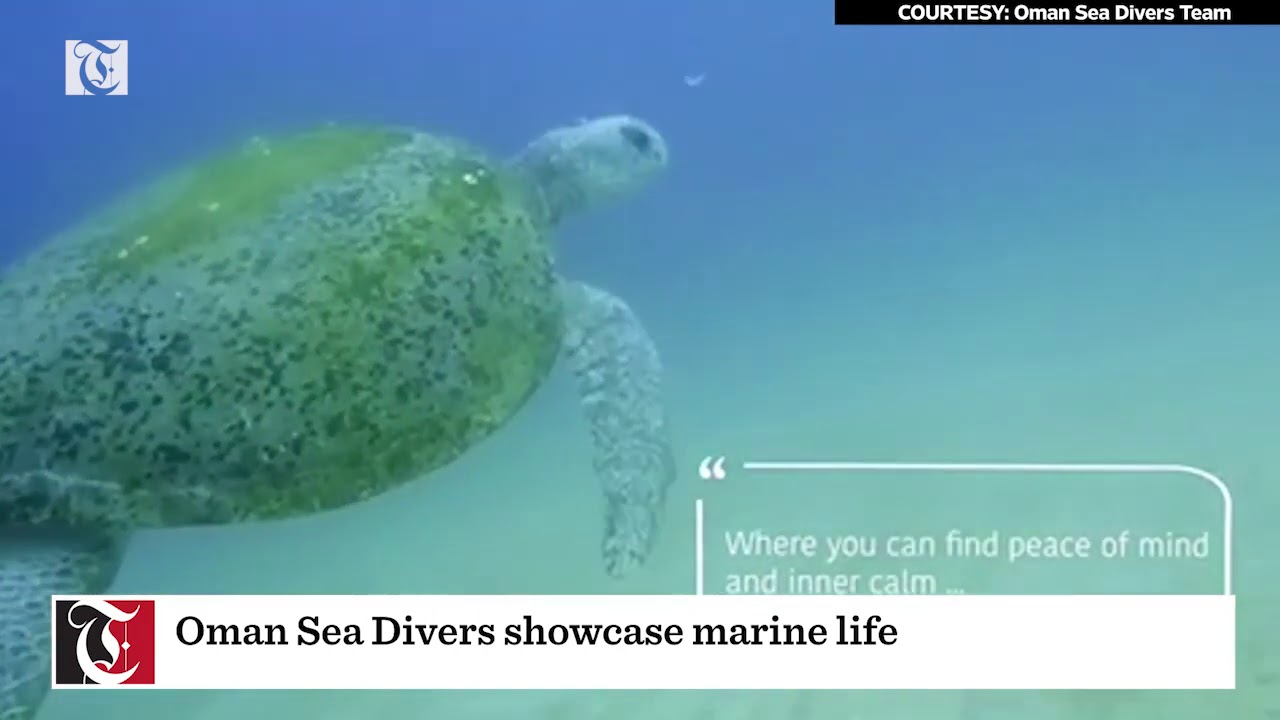Oman Sea Divers showcase marine life