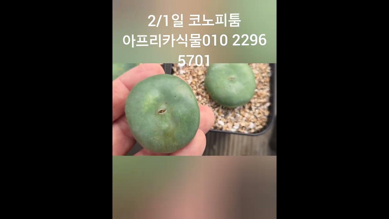 2/1일 아프리카식물분양합니다010 2296  5701  문자로 번호주세요