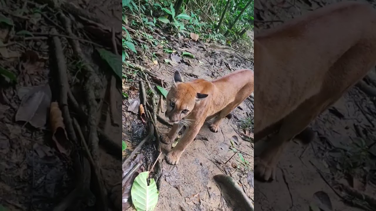 Encontro com On&ccedil;a-parda na Trilha. Veja o que acontece no final.