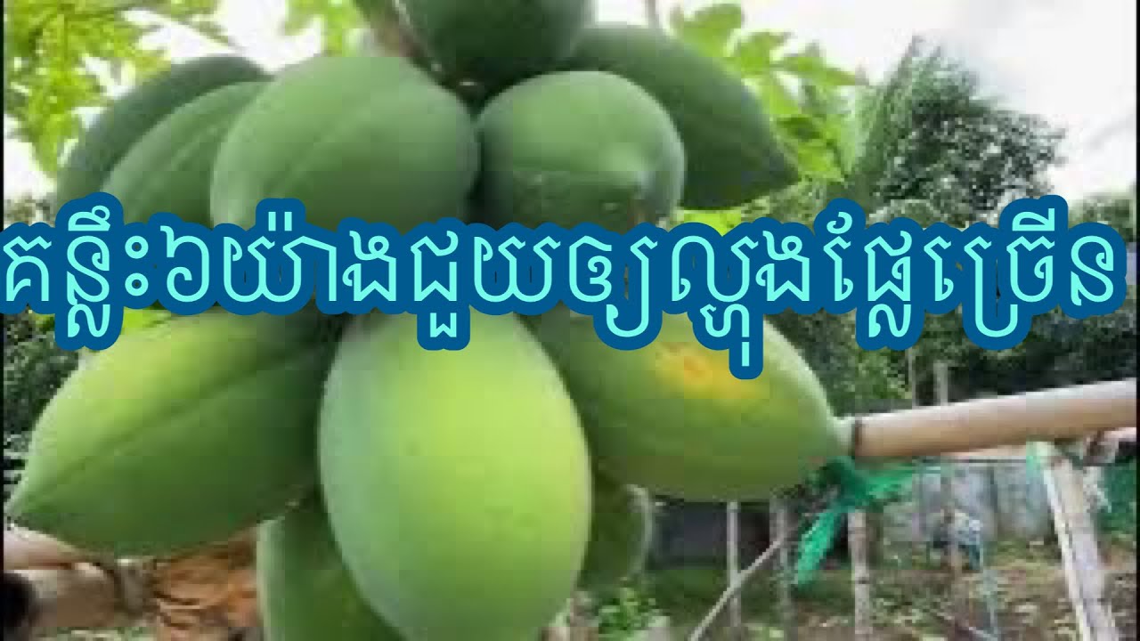 គន្លឹះ ៦ យ៉ាងជួយឲ្យល្ហុងលោកអ្នកផ្លែច្រើនហើយអាយុរវែងពី ១០ទៅ២០ឆ្នាំ#agriculturestomaches