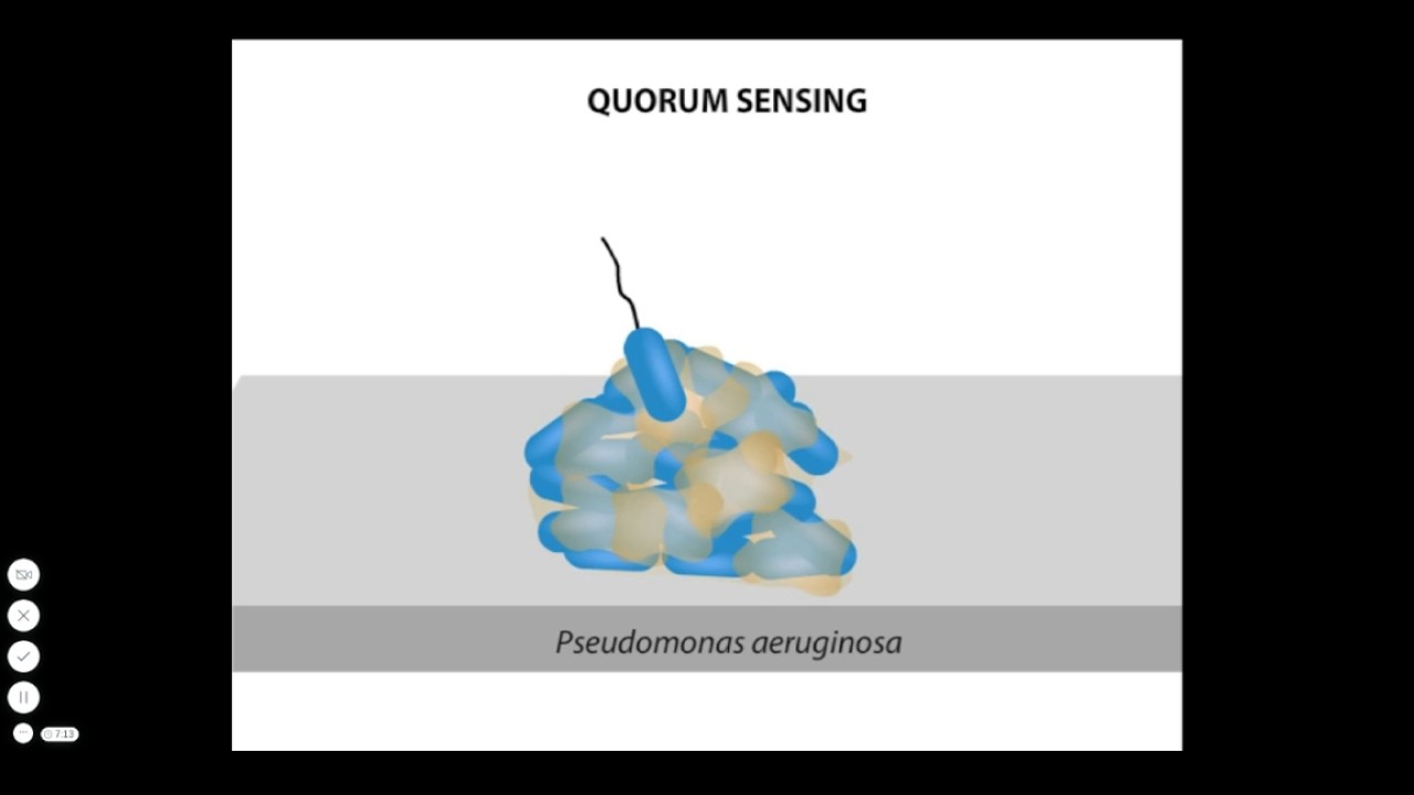 BIOFILM FORMATION