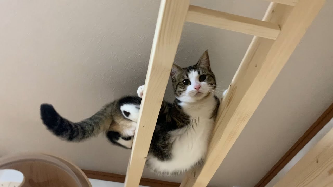 3.8cmの幅があれば歩ける猫