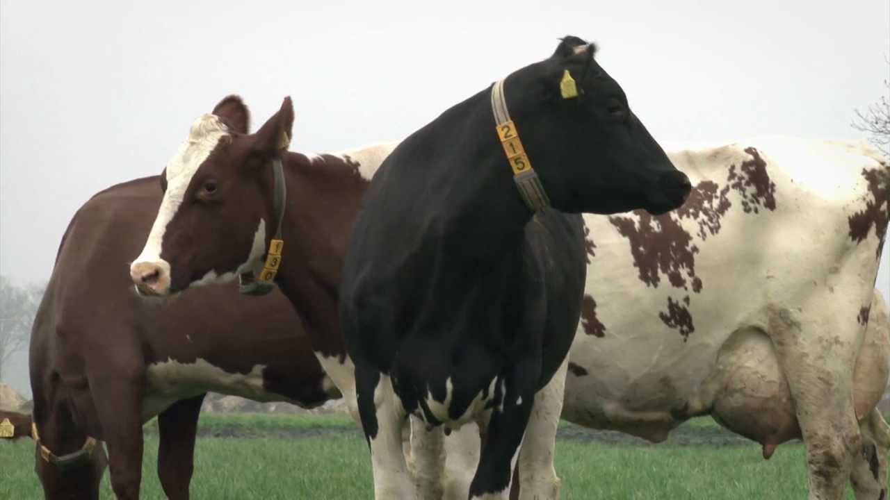 Xsires Norwegian Red x Holstein ENG