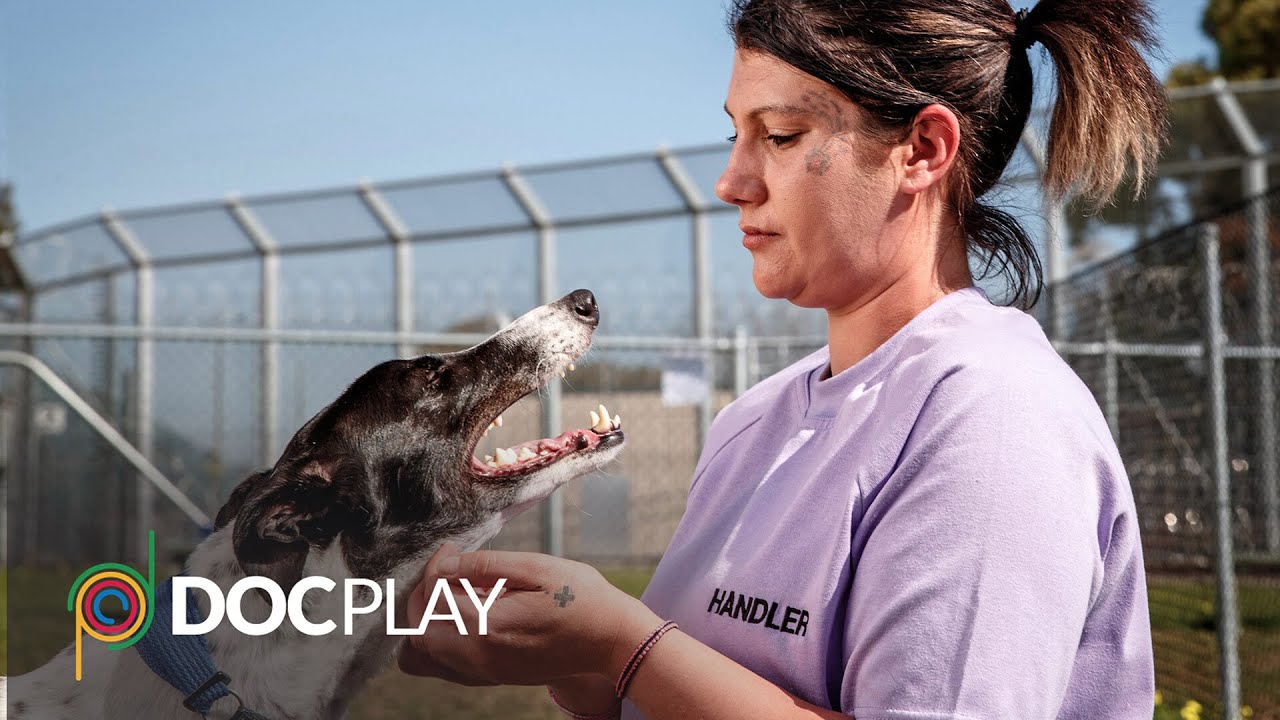 Prisoners and Pups | Official Trailer | DocPlay