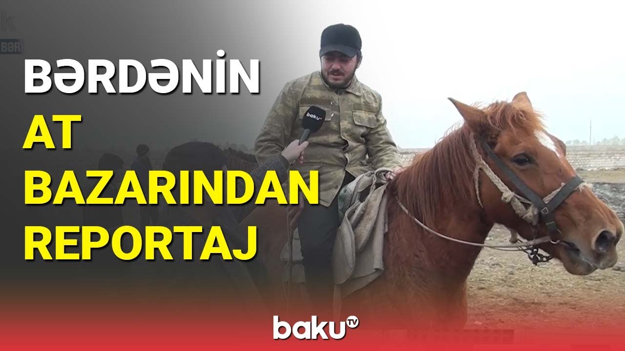 Bərdənin at bazarından reportaj - BAKU TV