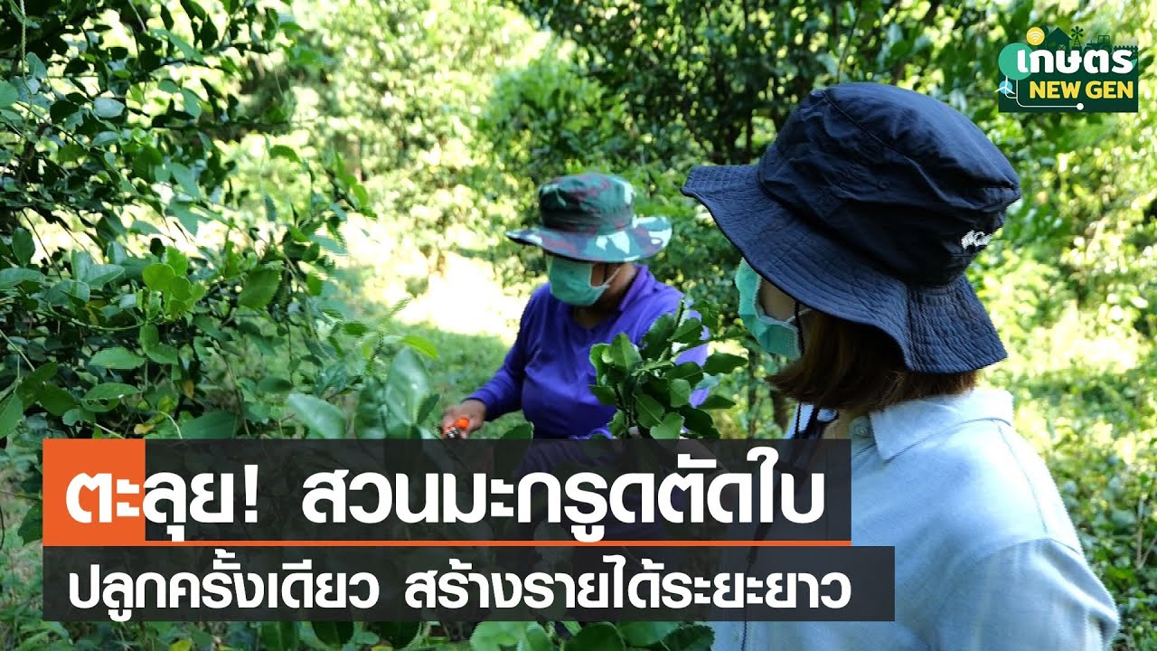 ตะลุย! สวนมะกรูดตัดใบปลูกครั้งเดียวสร้างรายได้ระยะยาว | เกษตรนิวเจน