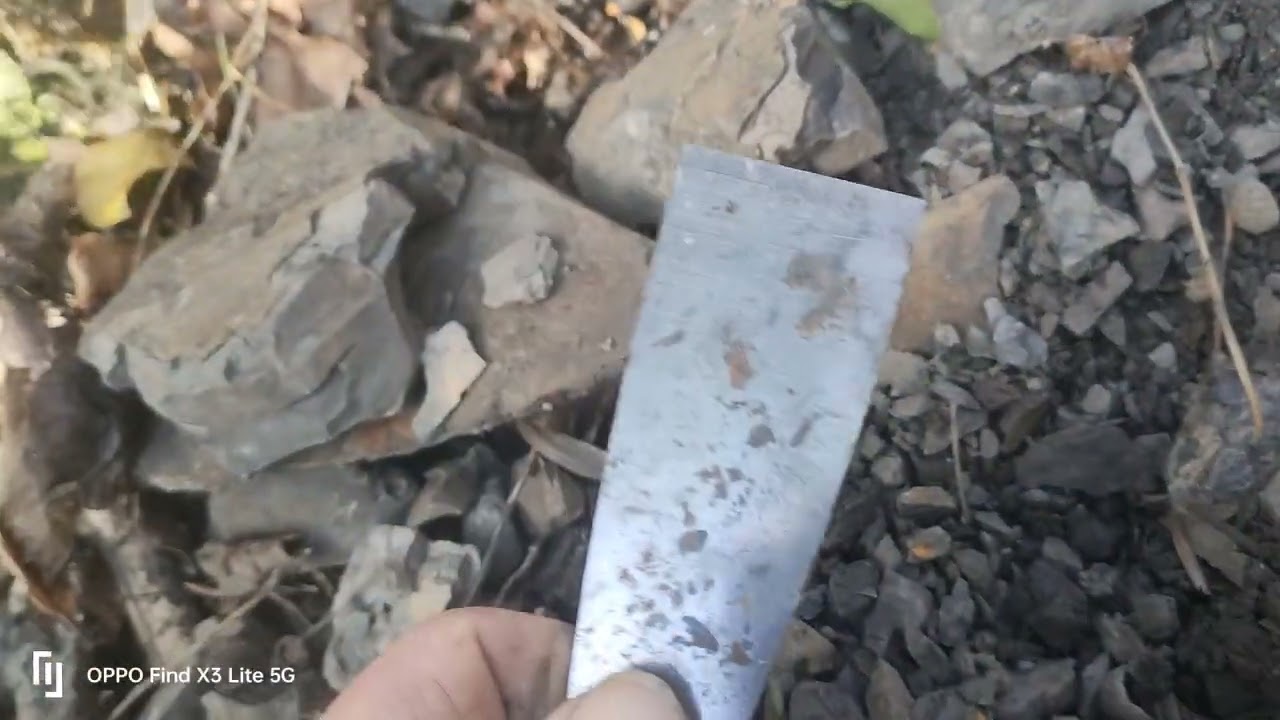 An amazing #carboniferous fossil find  