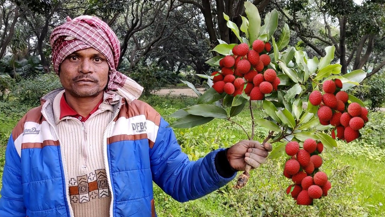 नर्सरी के माली ने बता दिया गजब का सीक्रेट लीची के पौधे तैयार करें और यह चीज डालें आएंगे भर भर कर फल