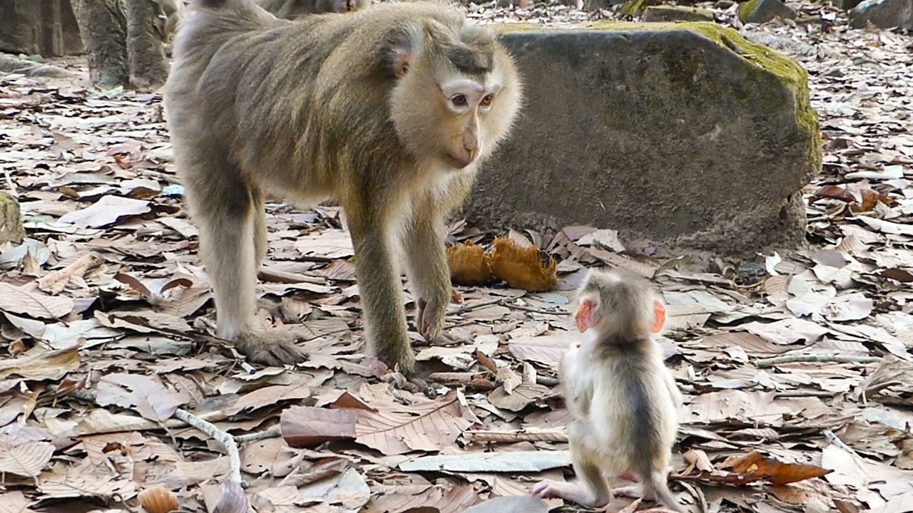 Slow calm wildlife |Monkey Rose visits baby Levy while monkey Libby trains him walking
