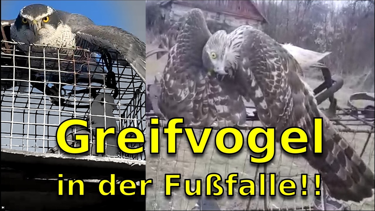 Würde ich sowas anzeigen? Habicht gefangen mit der grausamen Fußfalle!