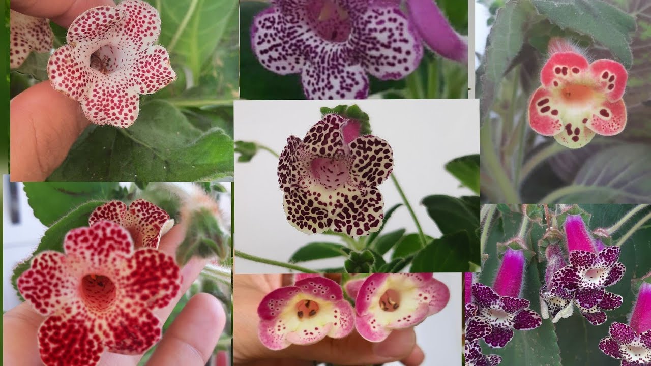 Rizomdan fideye kohleria çiçeği nasıl  bakılmalı/ Hediye Gelen çiceklerimin son durumu/ Japon küpeli