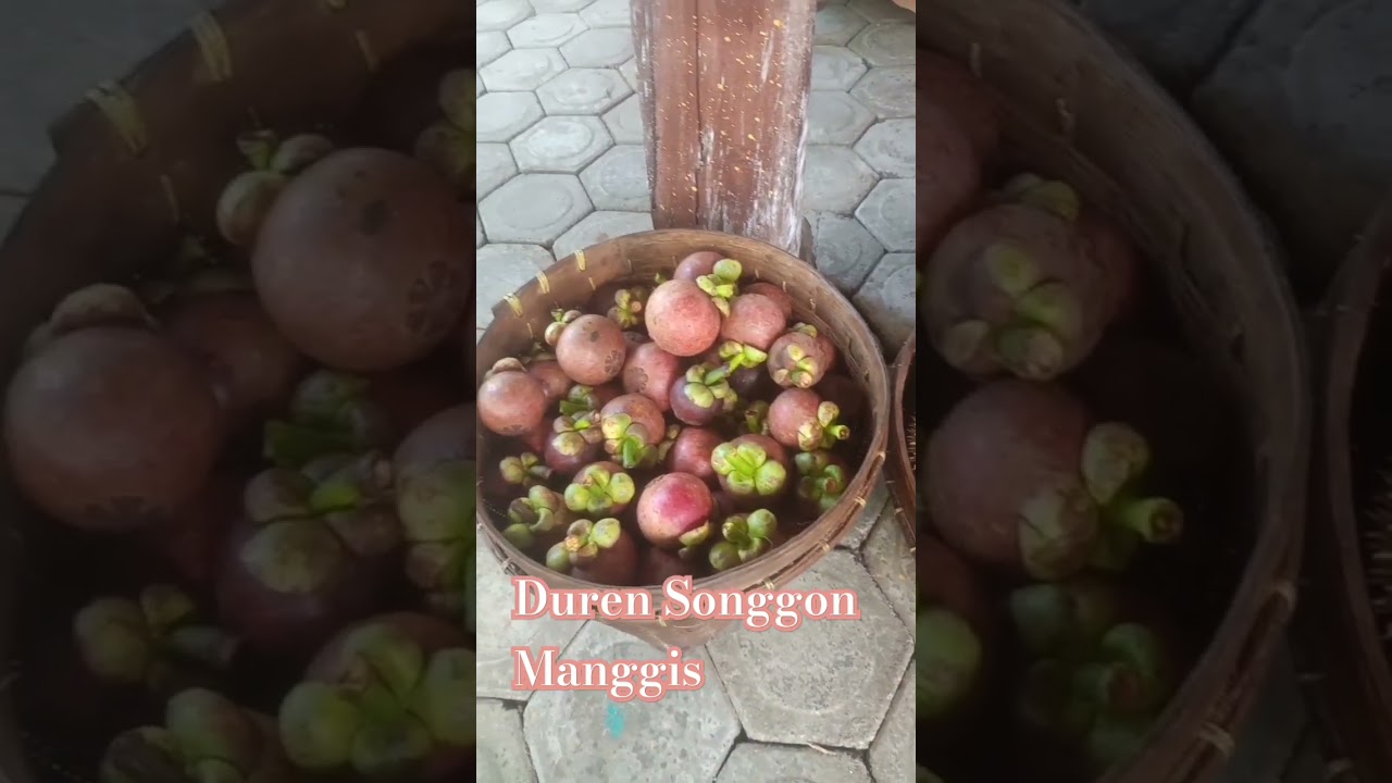 DUREN SONGGON #songgon #banyuwangi #reels #banyuwangitourism #camp