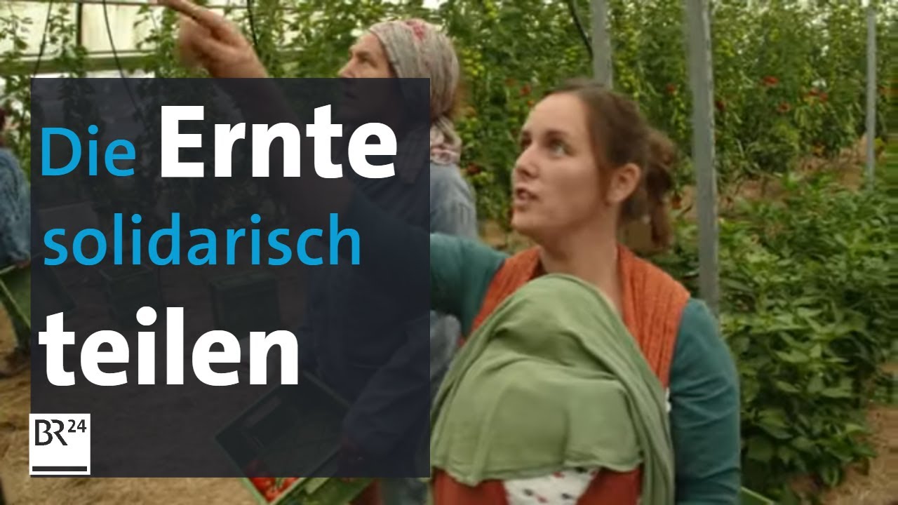 Wo das Bio-Gemüse geteilt wird: Solidarische Landwirtschaft in Würzburg | BR24
