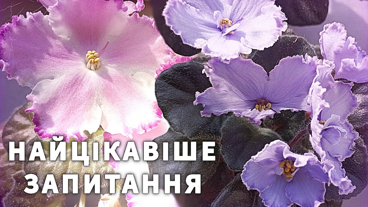 ВИ НІКОЛИ НЕ ЗДОГАДАЄТЕСЬ, ЩО МЕНЕ ЗАПИТАЛИ ПРО ФІАЛКИ#рослиниукраїна #фіалки #продажфіалок
