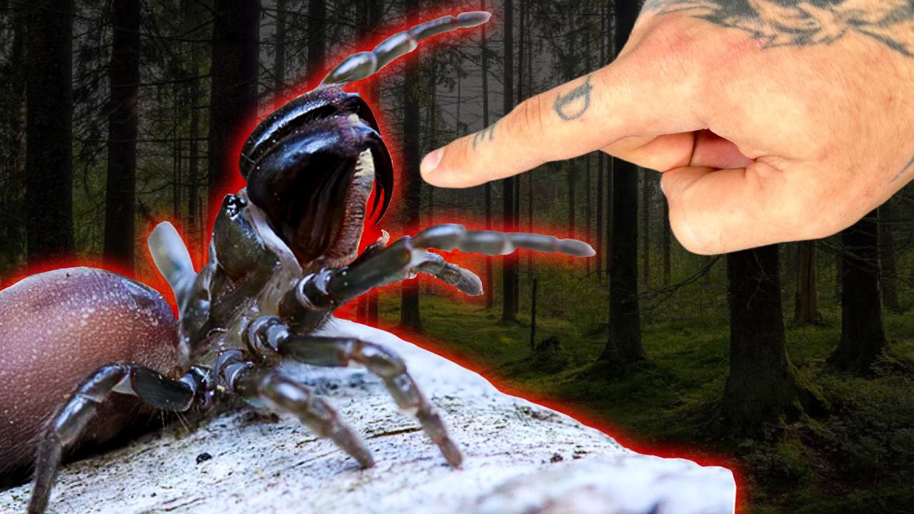 NAJGORSZE DIABŁY! TE PAJĄKI ZAWSZE CIĘ UGRYZĄ!