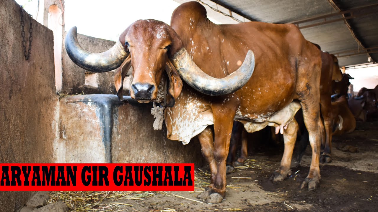 ARYAMAN GIR GAUSHALA | अच्छी गिर गाय सही कीमत पर खरीदनी है तो संपर्क करें आर्यमन गिर गौशाला गुजरात
