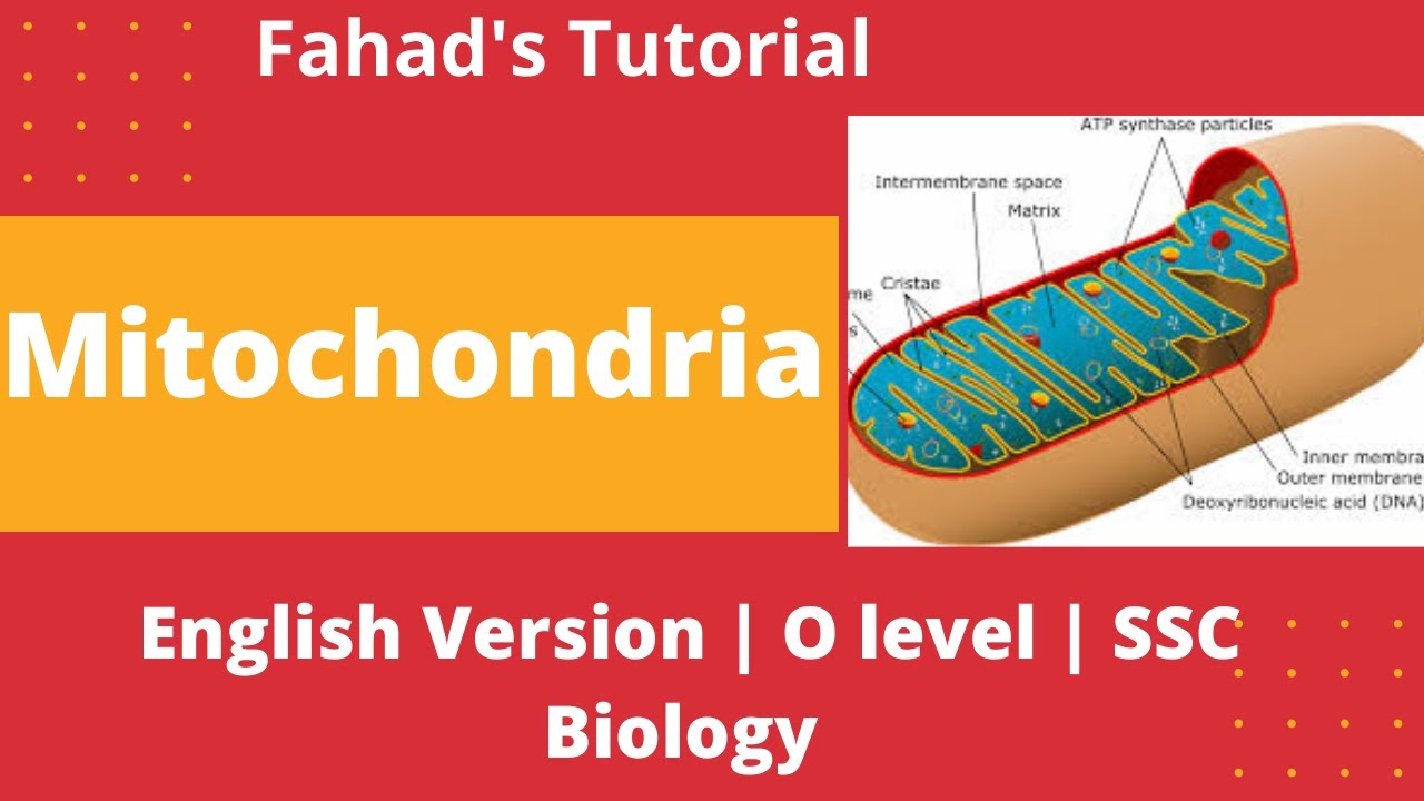Mitochondria | SSC Biology | Cells and Tissue| English Version | Fahad's Tutorial