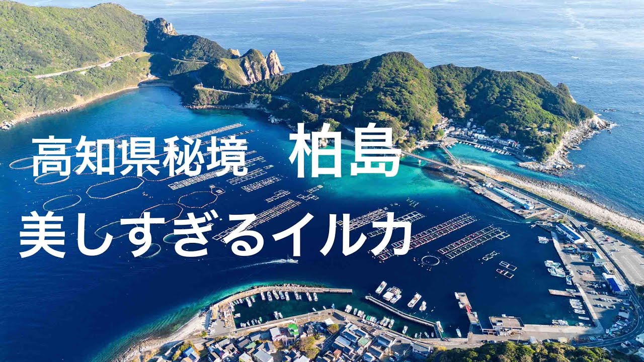 【4K/DRONE/水中映像】高知県の秘境柏島のイルカのジャンプが美しすぎる
