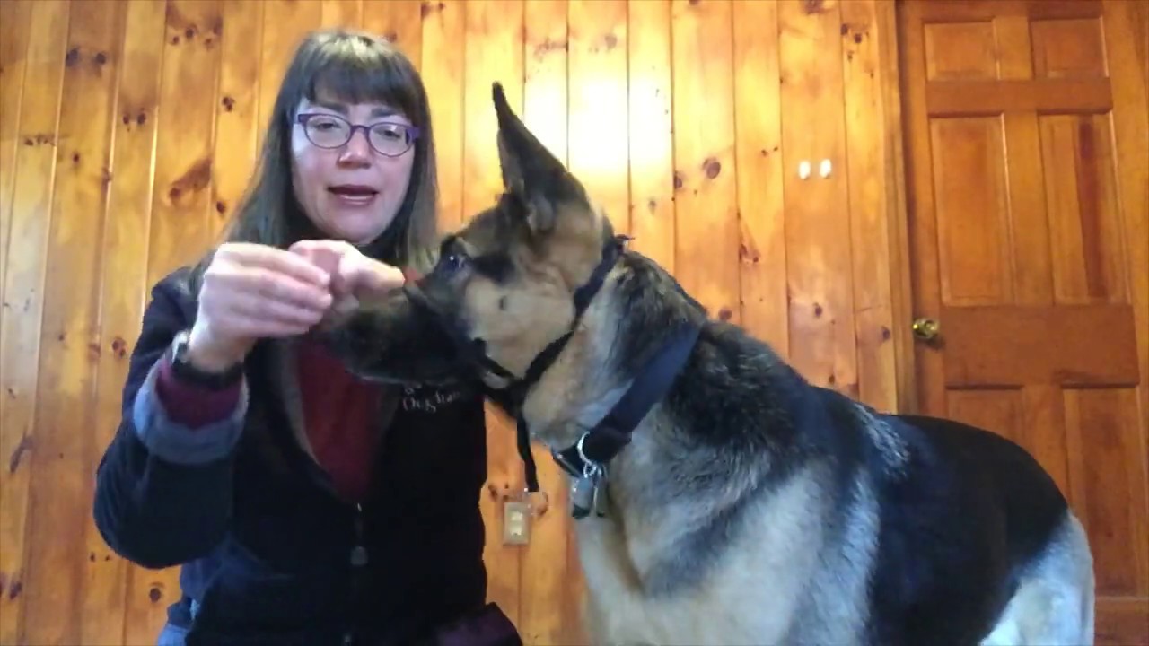 Gentle Leader Conditioning: Teach your dog to love wearing a head halter