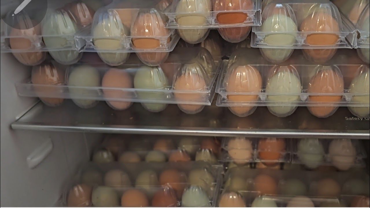 «Чиї яйця справді домашні? 🥚 Вільний вигул vs клітки | Наші будні»