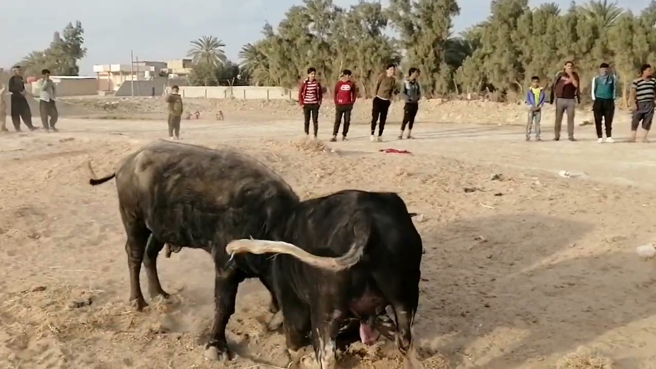 عرك جاموس ديالى ابن ليماحه وابو الموزه لا تنسه الاشتراك بل بل قنه