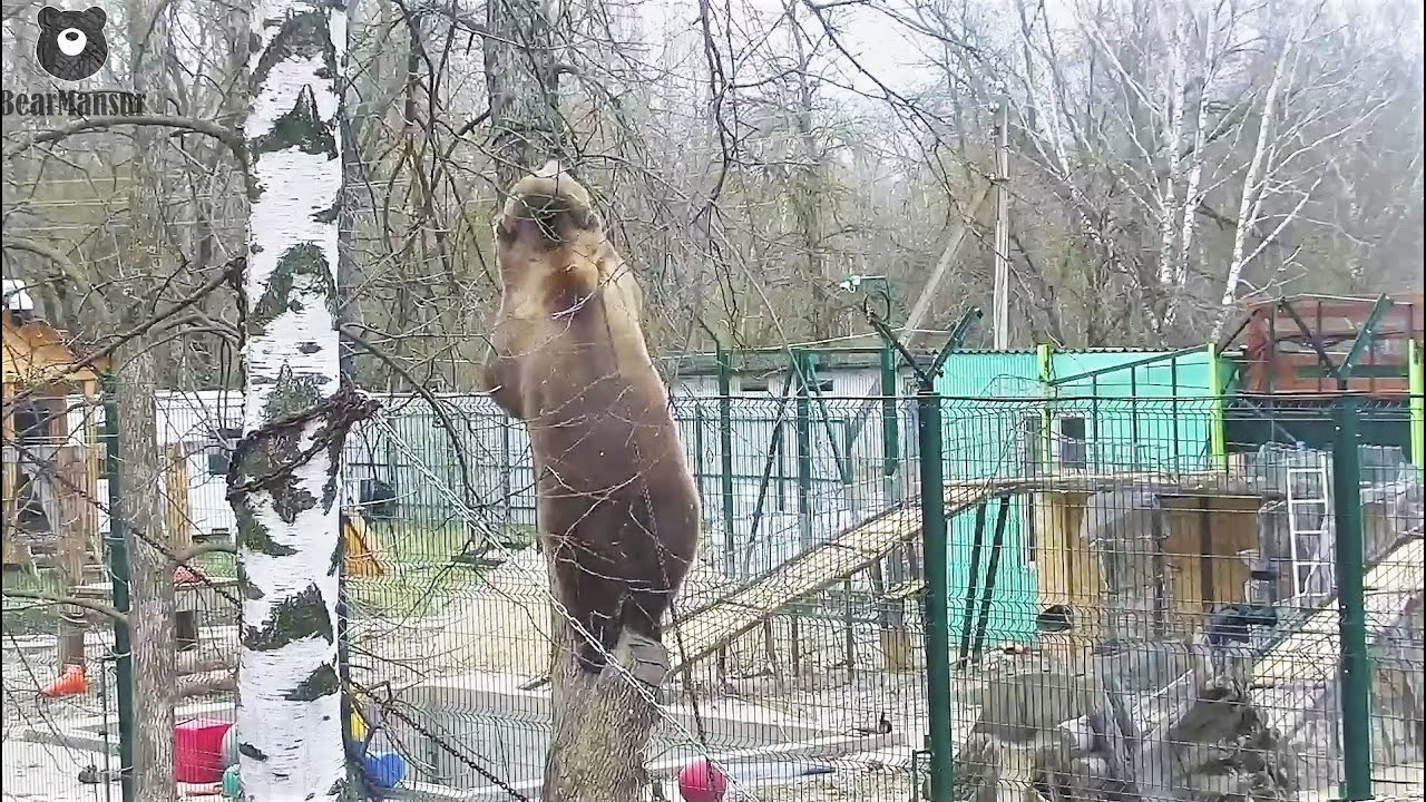 Звал папу сидя на дереве🐻🔊
