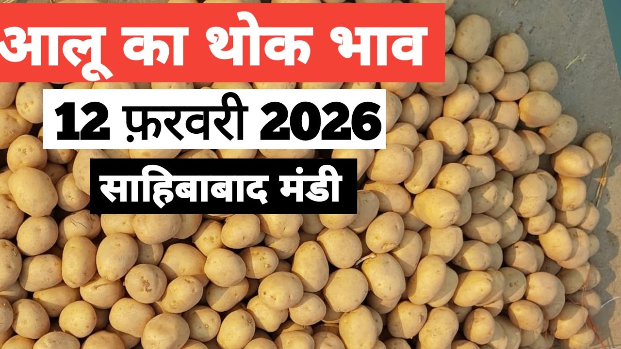 12 February 2026 🥔आलू का भाव साहिबाबाद मंडी | toady potato rates #aalu #aalubhav #potato #delhimandi