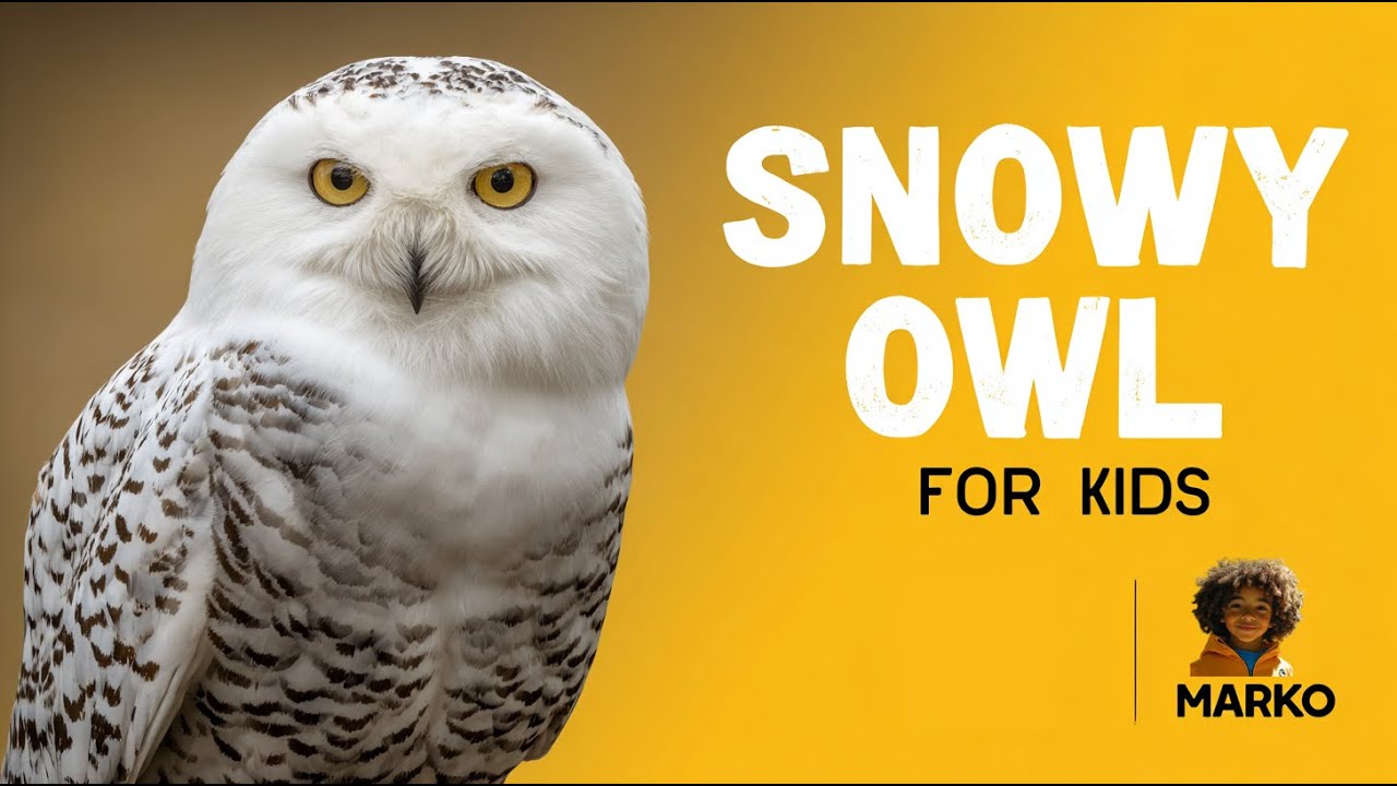 Snowy Owl for Kids | Amazing Fun Facts and Information | Learn with Marko
