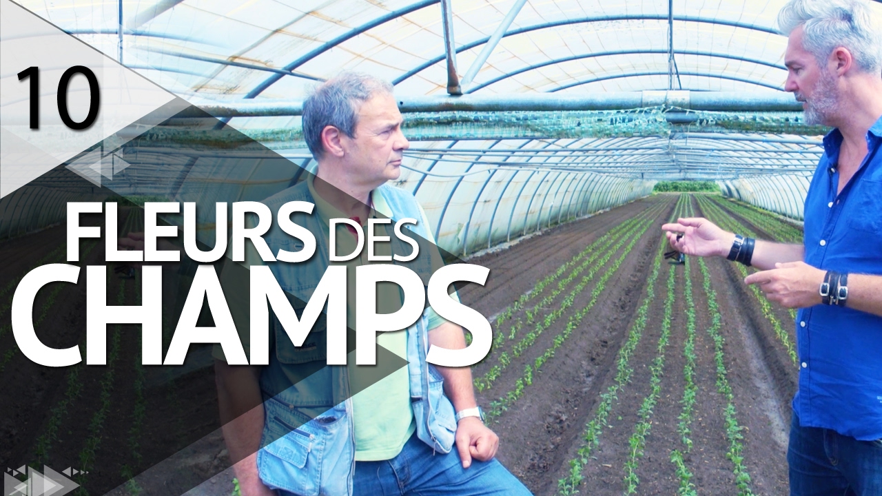 Les fleurs champêtres - PLANTISTE - ÉPISODE 10
