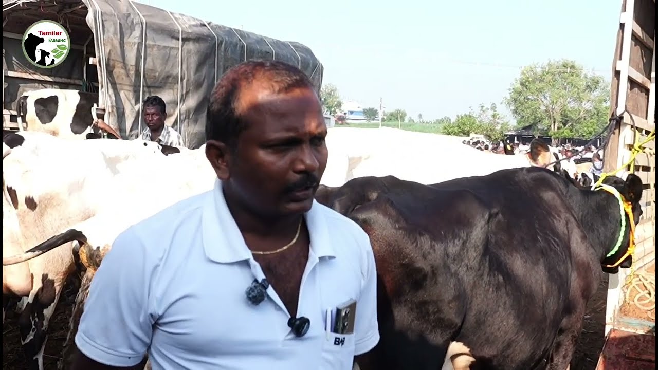 ஈரோடு கருங்கல்பாளையம் மாட்டுச்சந்தை 