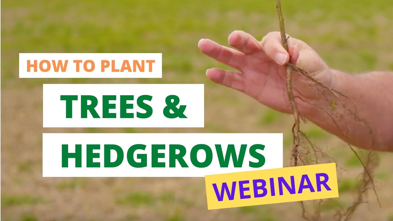 How to plant trees and hedgerows - webinar