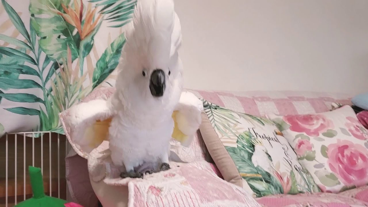 ピコピコピコピコーなﾀｲﾊｸｵｳﾑがっちゃまん