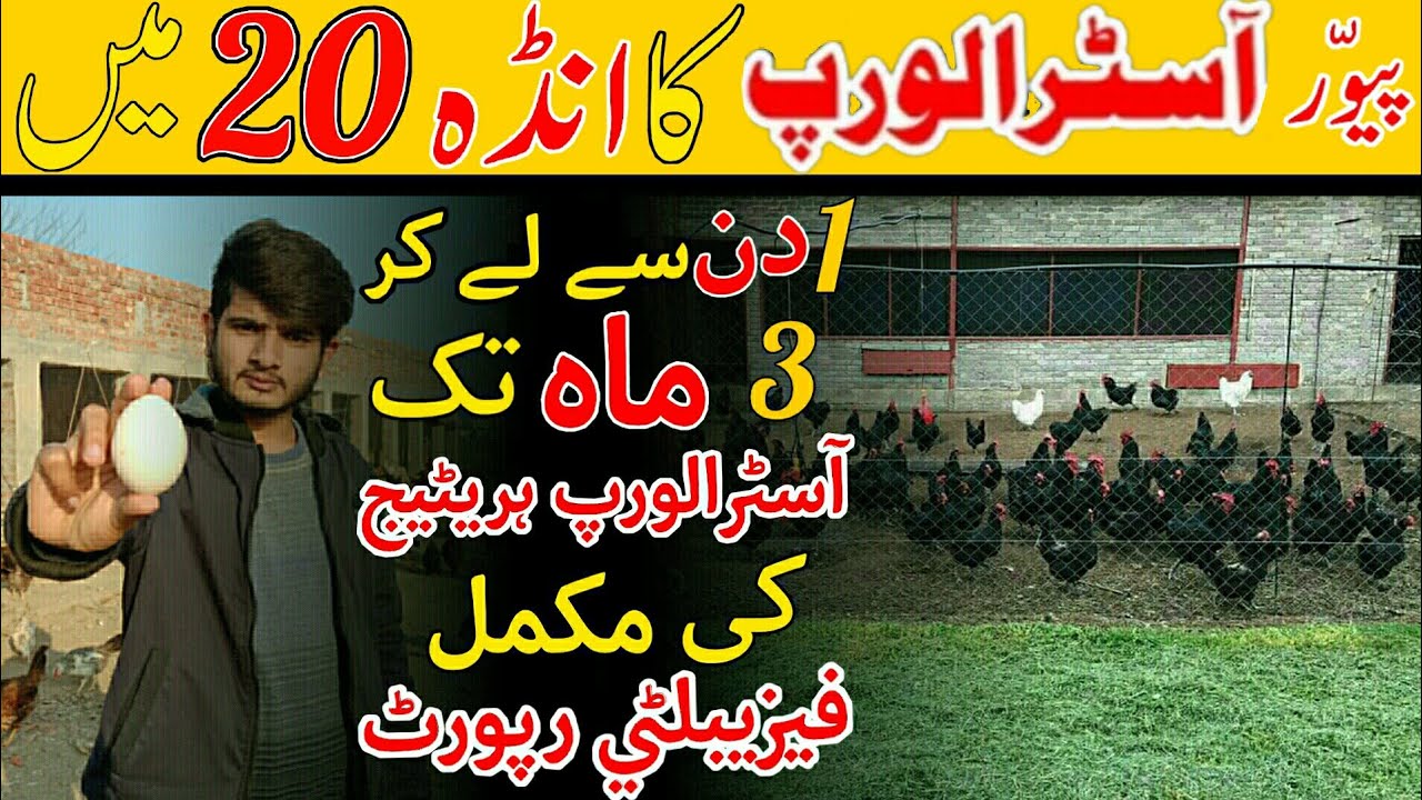 Pure Australorp Egg Only In 20 Ruppes||Australorp Farming In Pakistan|Australorp Chicken in Pakistan
