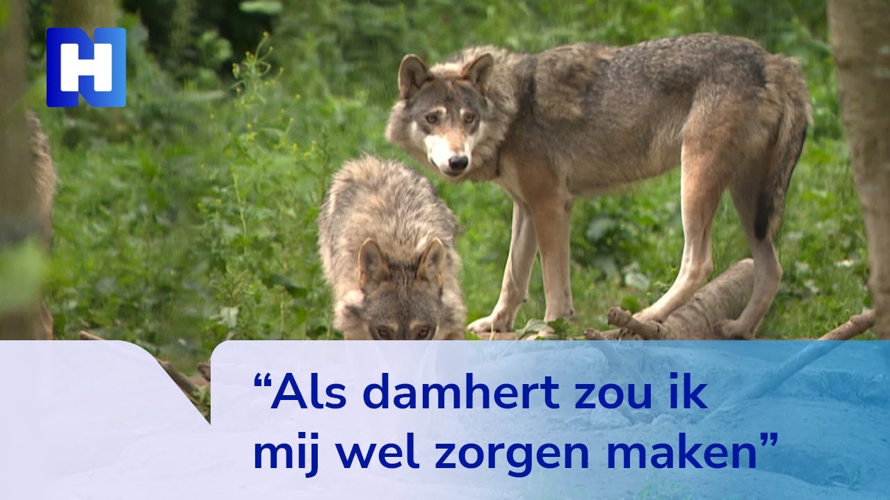Wolf in opmars bij Waterleidingduinen