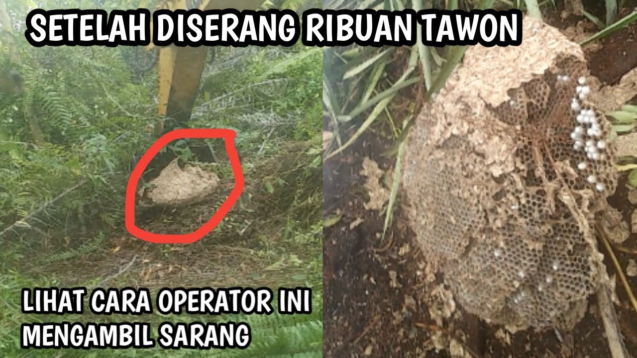 Operator Exavator ini Diserang Ribuan Tawon Saat Bekerja, Lihat Caranya Mengambil Sarang !