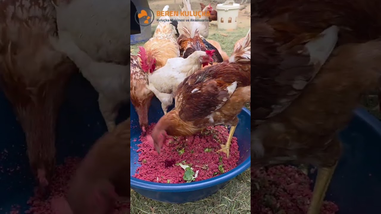 beren kuluçka Sebze kıyıcı