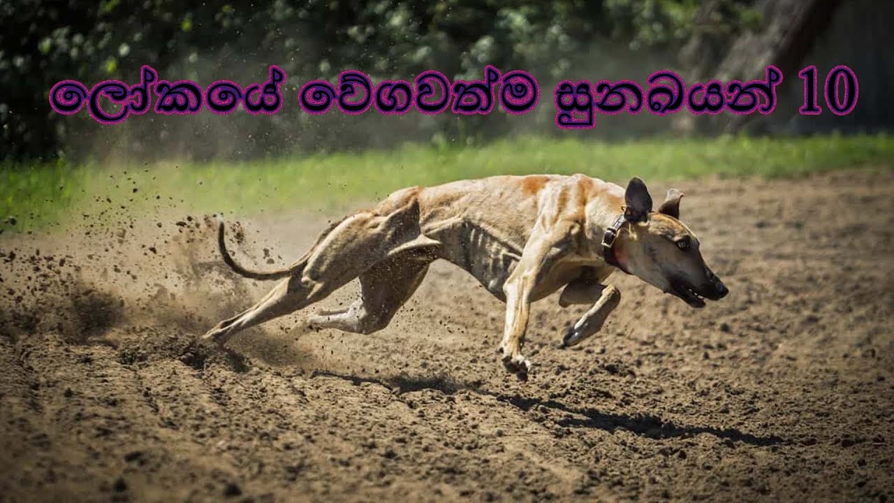 Top 10 Fastest Dog Breeds In The World Sinhala | ලෝකයේ වේගවත්ම සුනඛයන් 10