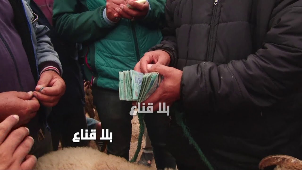 علوش بالقارانتي هه ينتهي ببيعة وشرية بمليون عالمباشر..الفلاح يتنازل على الثمن الأصلي ويبيعه مقتنع!!