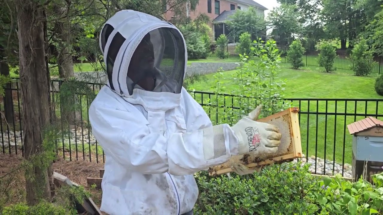 Season 4: Kumar's beehive update 1